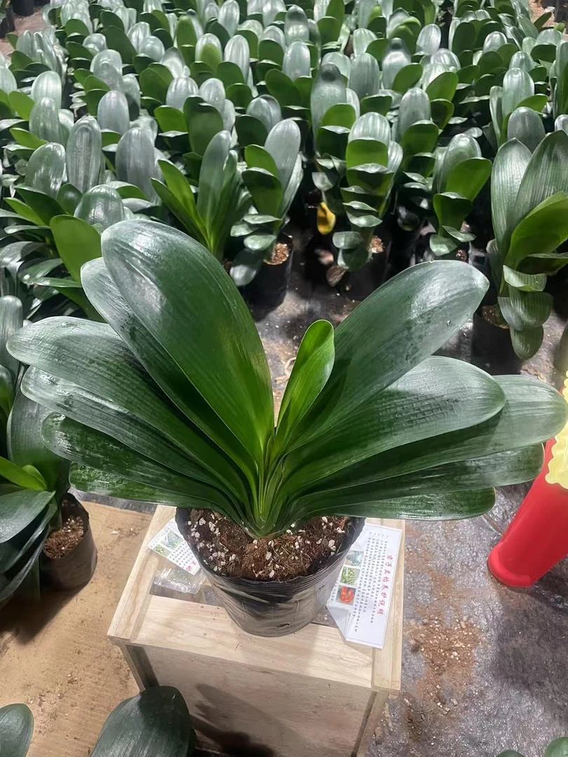 【当年开花】君子兰盆栽室内花卉绿植净化空气客厅卧室桌面观赏盆景