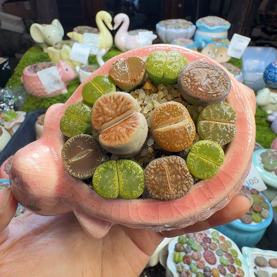 多肉葡萄的味道真的1416