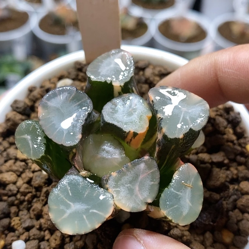 【闪购商品】120山之翠