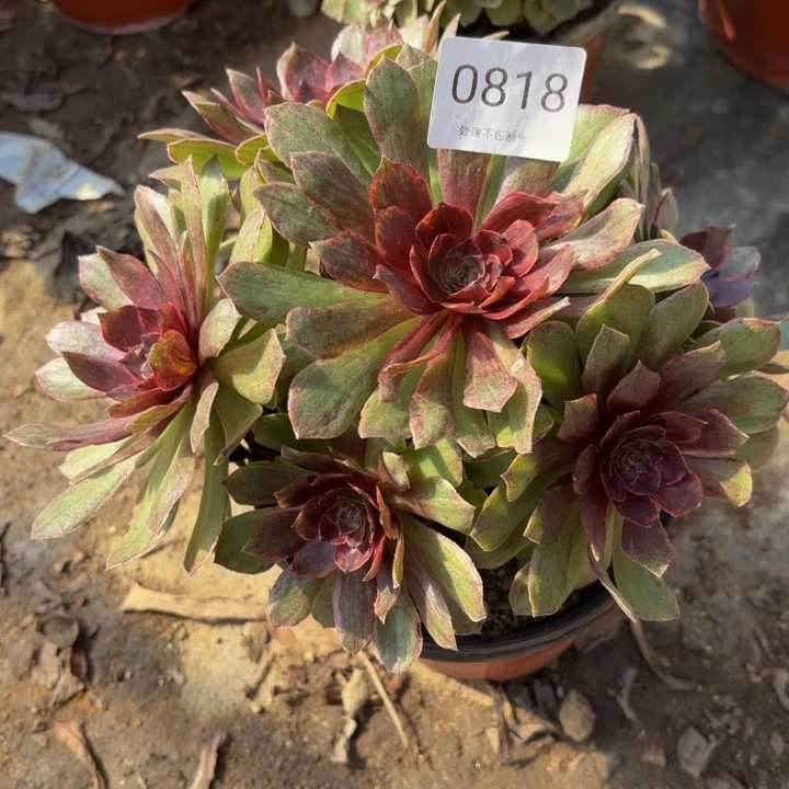 红丝绒多肉处理不包断头0818