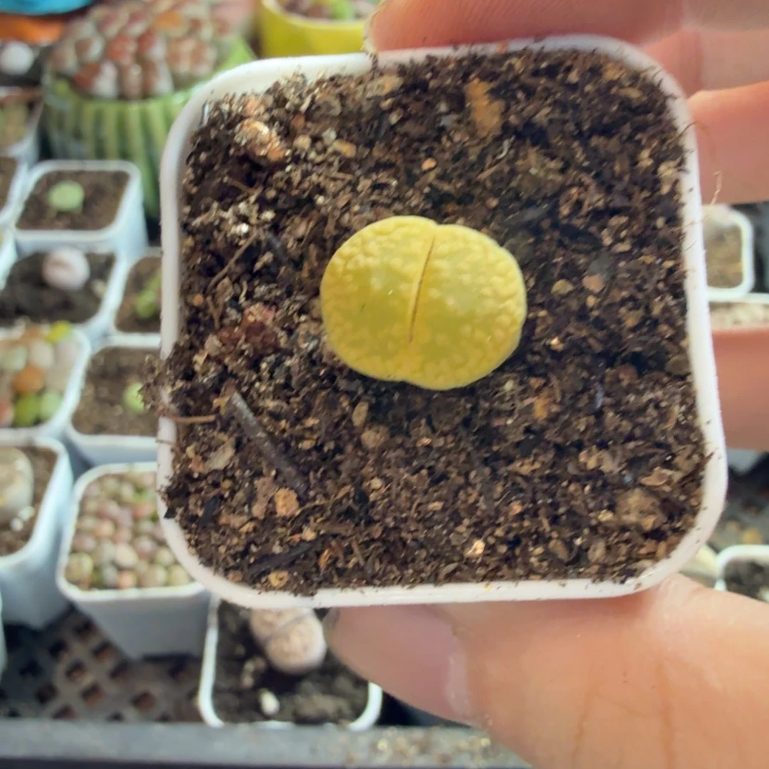 唐***韵多肉植物的生长发育和176