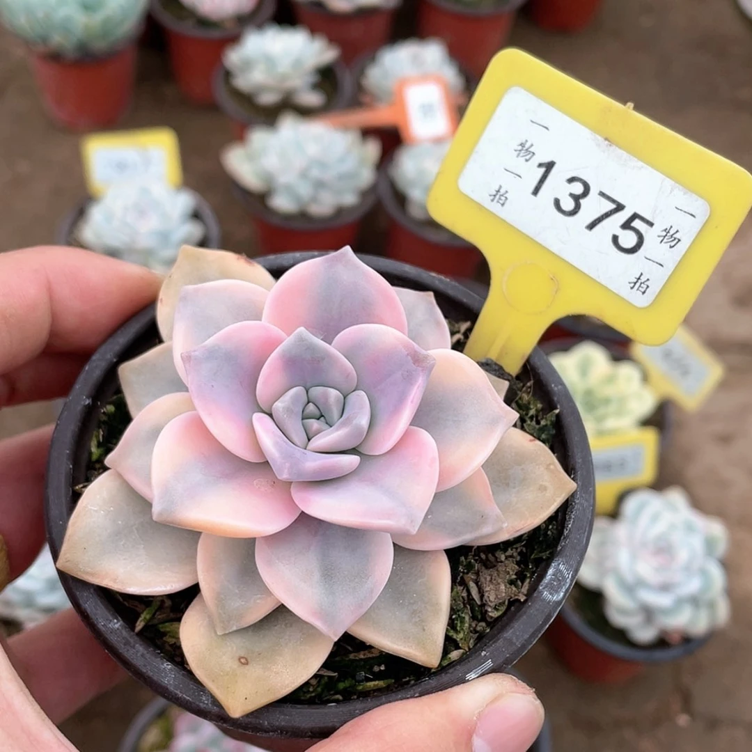 【闪购商品】1375号