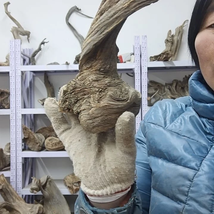 风车木（黑檀木）用****2