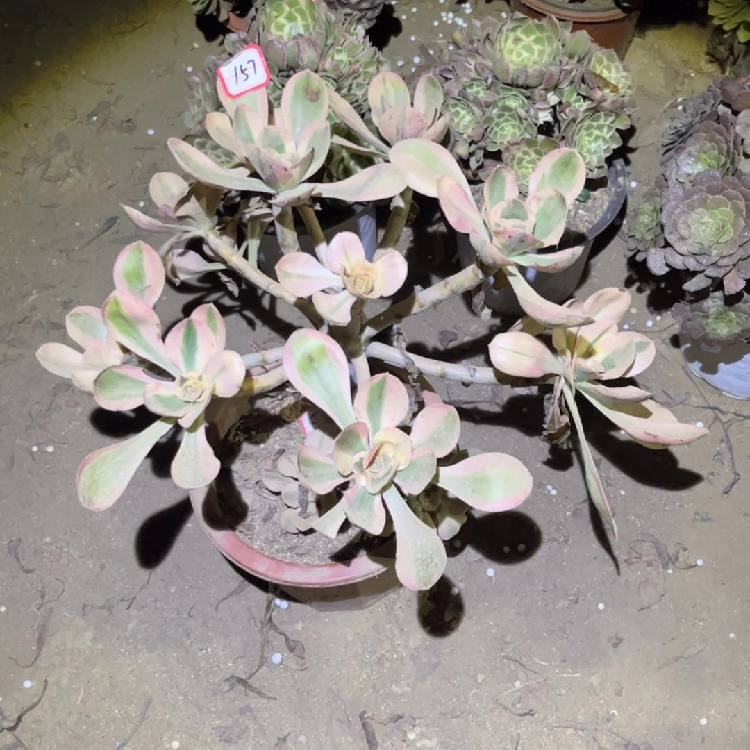 时***凉157多肉植物燕姿锦