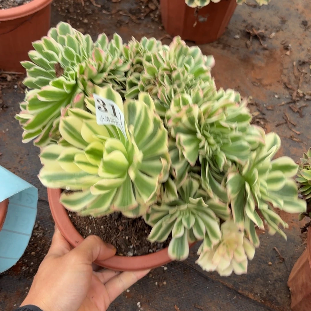 311号迈巴赫缀化多肉植物