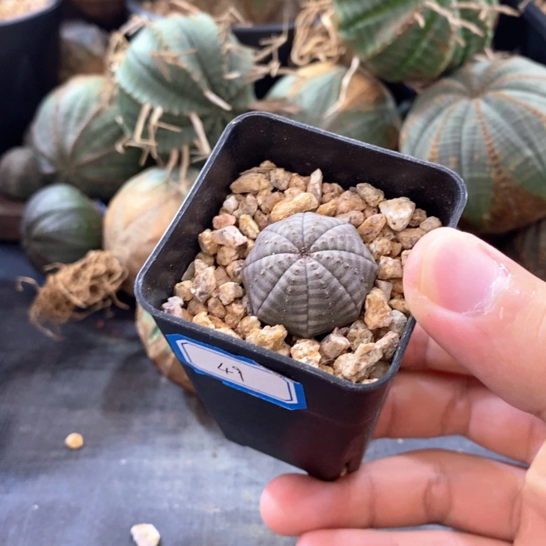 欧系实生布纹球多肉植物