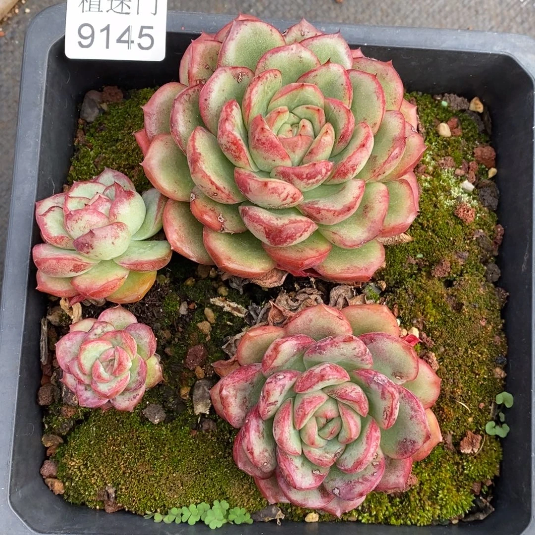 十***一全散~9145~10厘米~散~叶伤