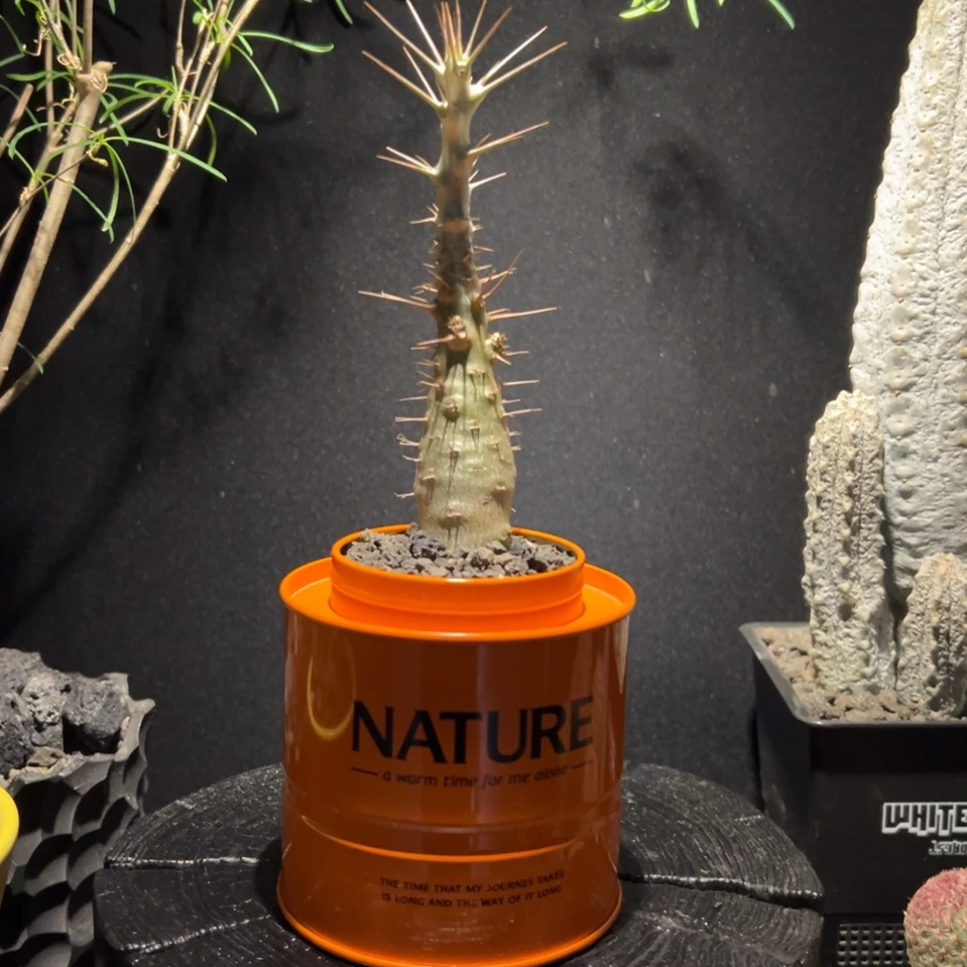 A07白马城一物一拍