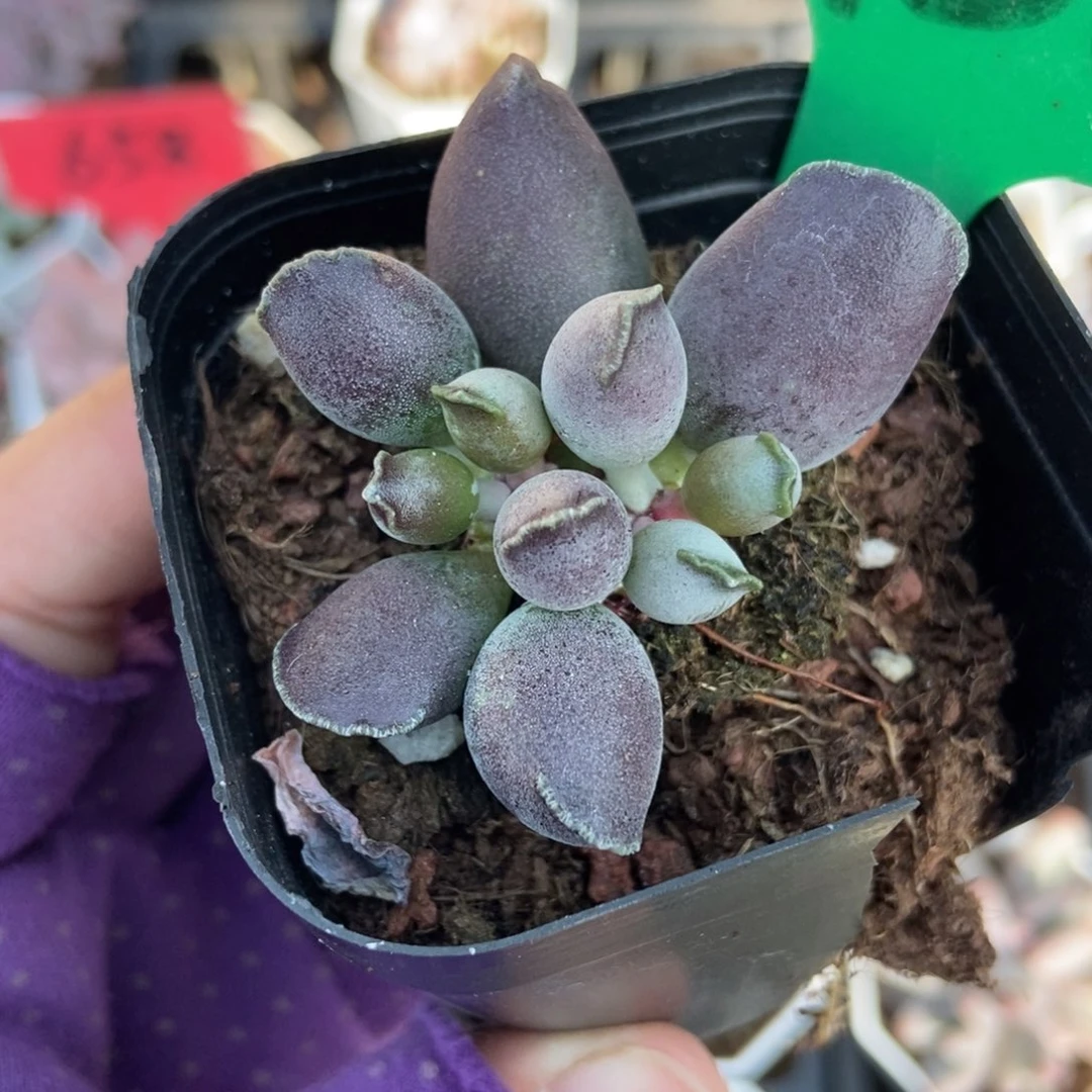 936紫海豹多肉植物