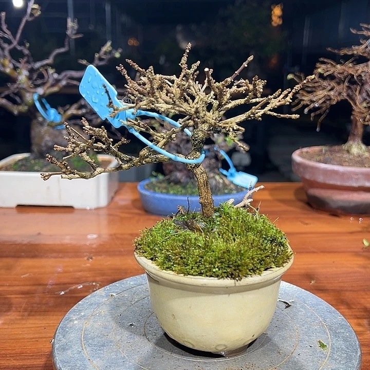 宇***少无花朵日本进口香枫