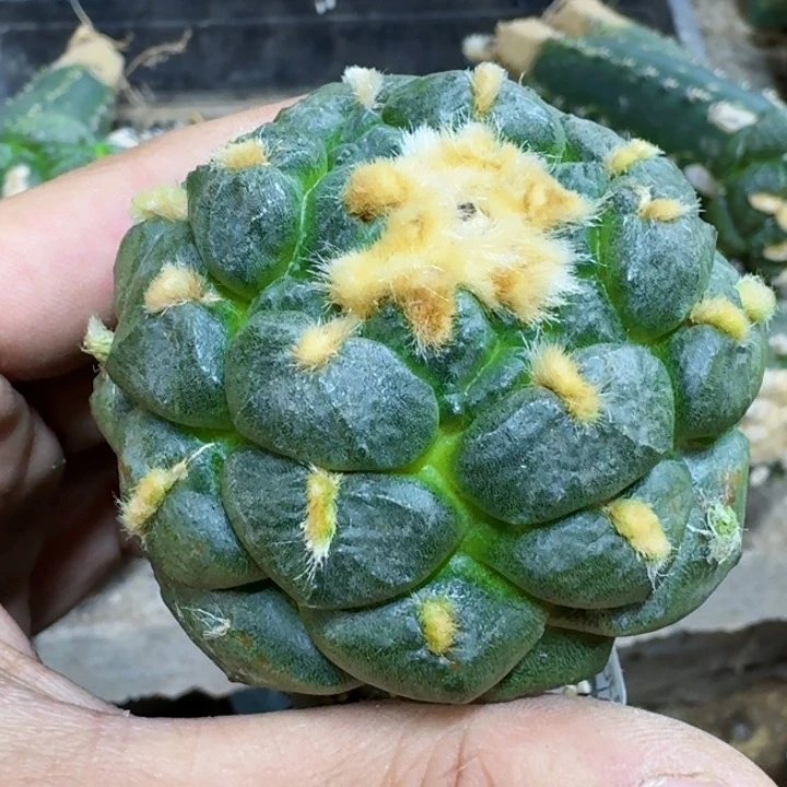 毛***肉福利苗接连山474