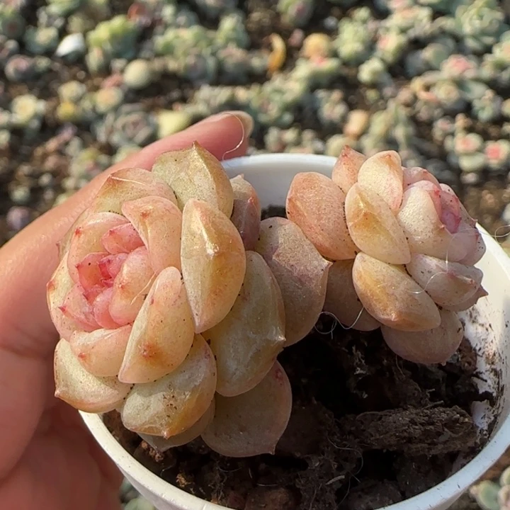 28绝绝子多肉一盆