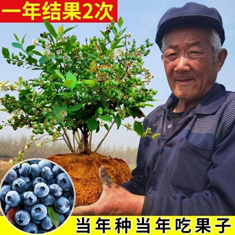 【直播间一物一拍】蓝莓果树苗盆栽带花带果适合南北方种植阳台庭院