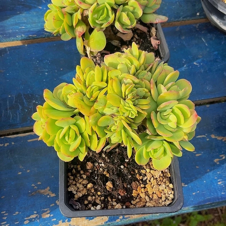 哼***哈多肉植物碧桃缀化