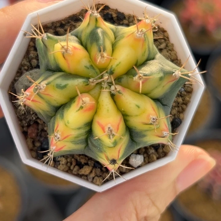 泰系米哈仙人球侧芽