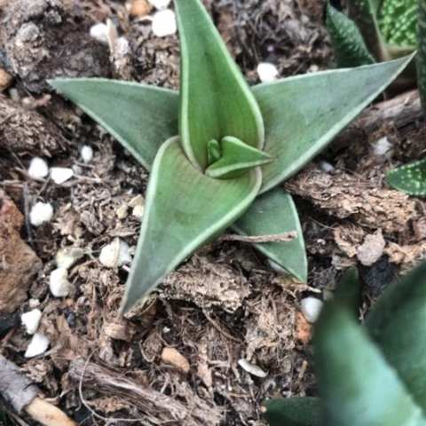 不****0丸叶芦荟多肉植物