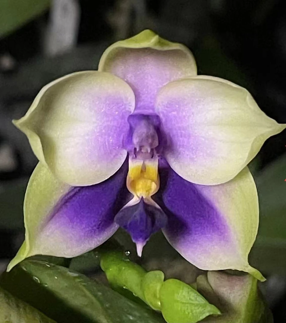 2.5寸 蓝贝（自交）-抽梗苗 少根 叶瑕 原生蝴蝶兰