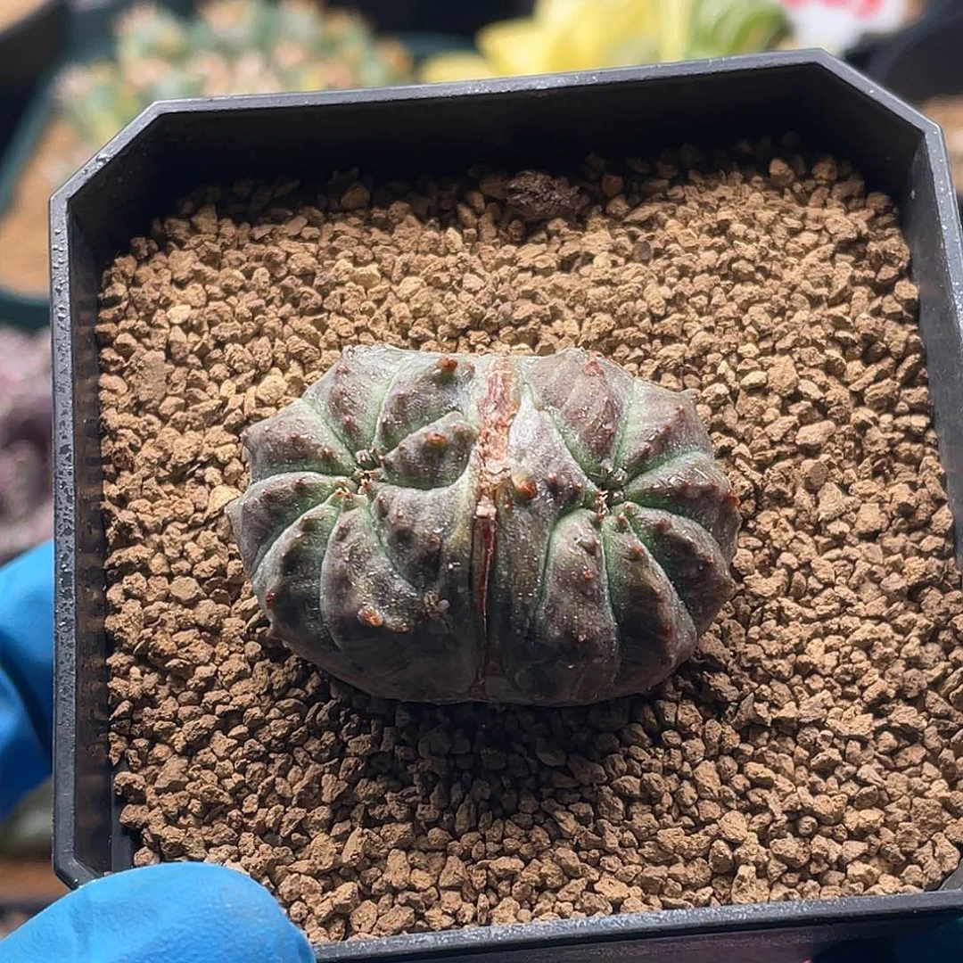 实生猫眼布纹球缀化仙人球