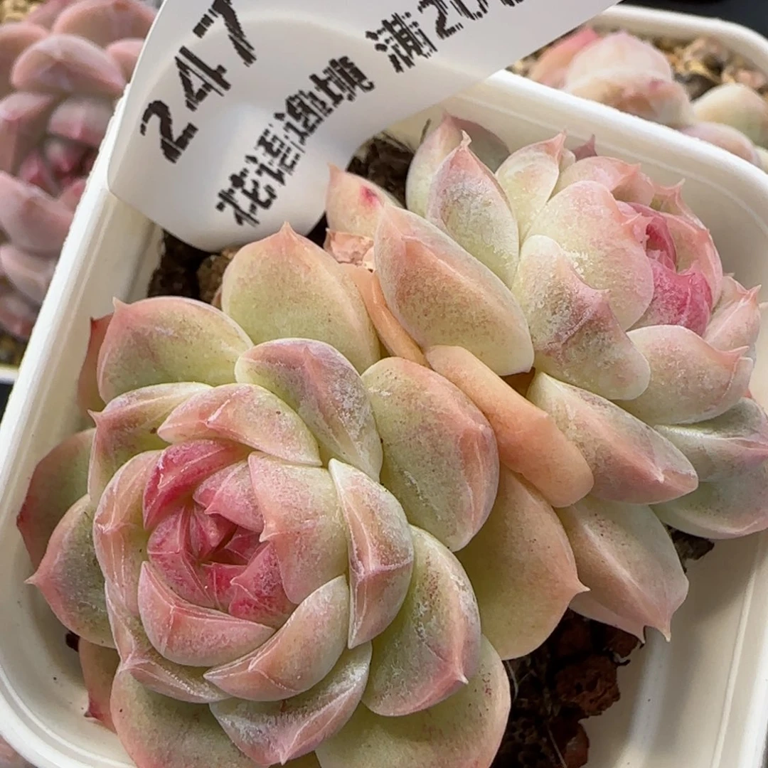 花语逸境0211-247