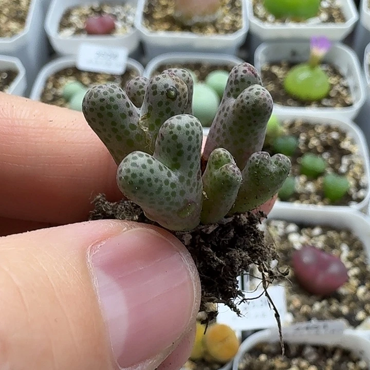 老马生石花斑马2567