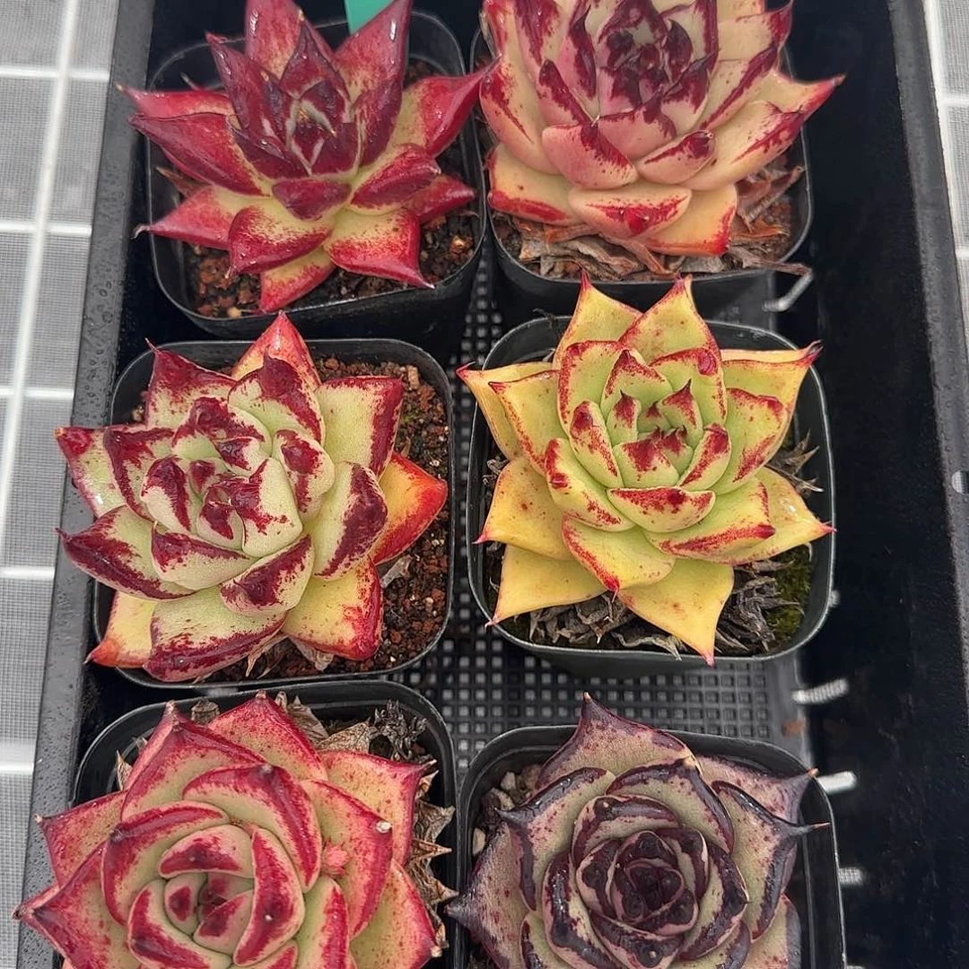 从前慢甄选多肉0119-20