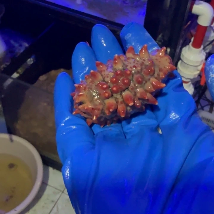 好***）奶嘴海葵红，海参11111