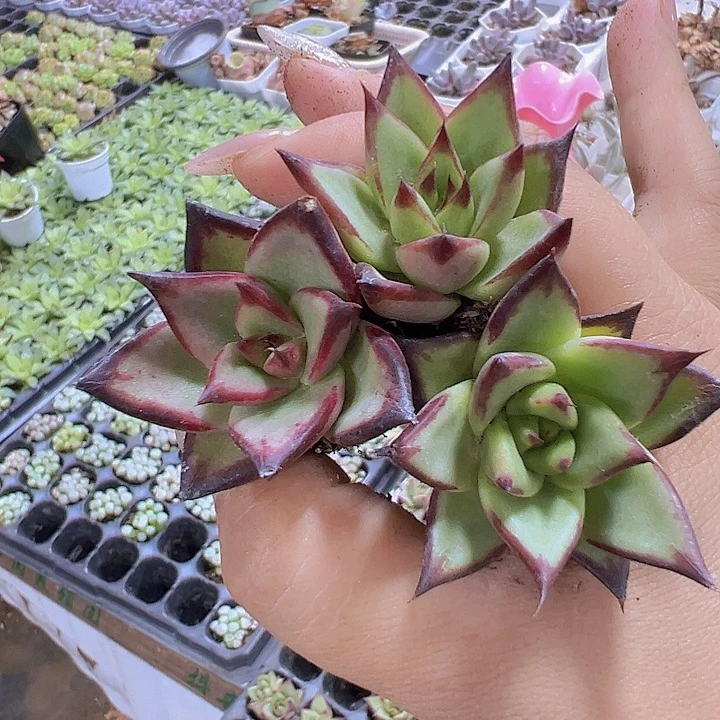 小乌木3个苗19包邮