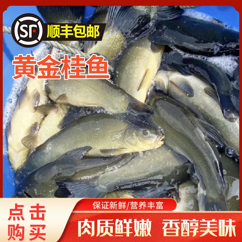 黄金桂鱼5斤顺丰包邮