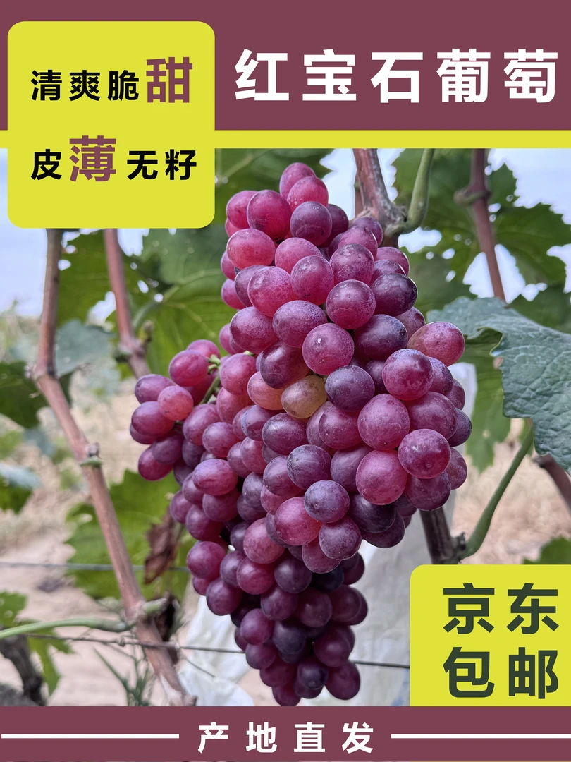 山东龙口红宝石无籽葡萄