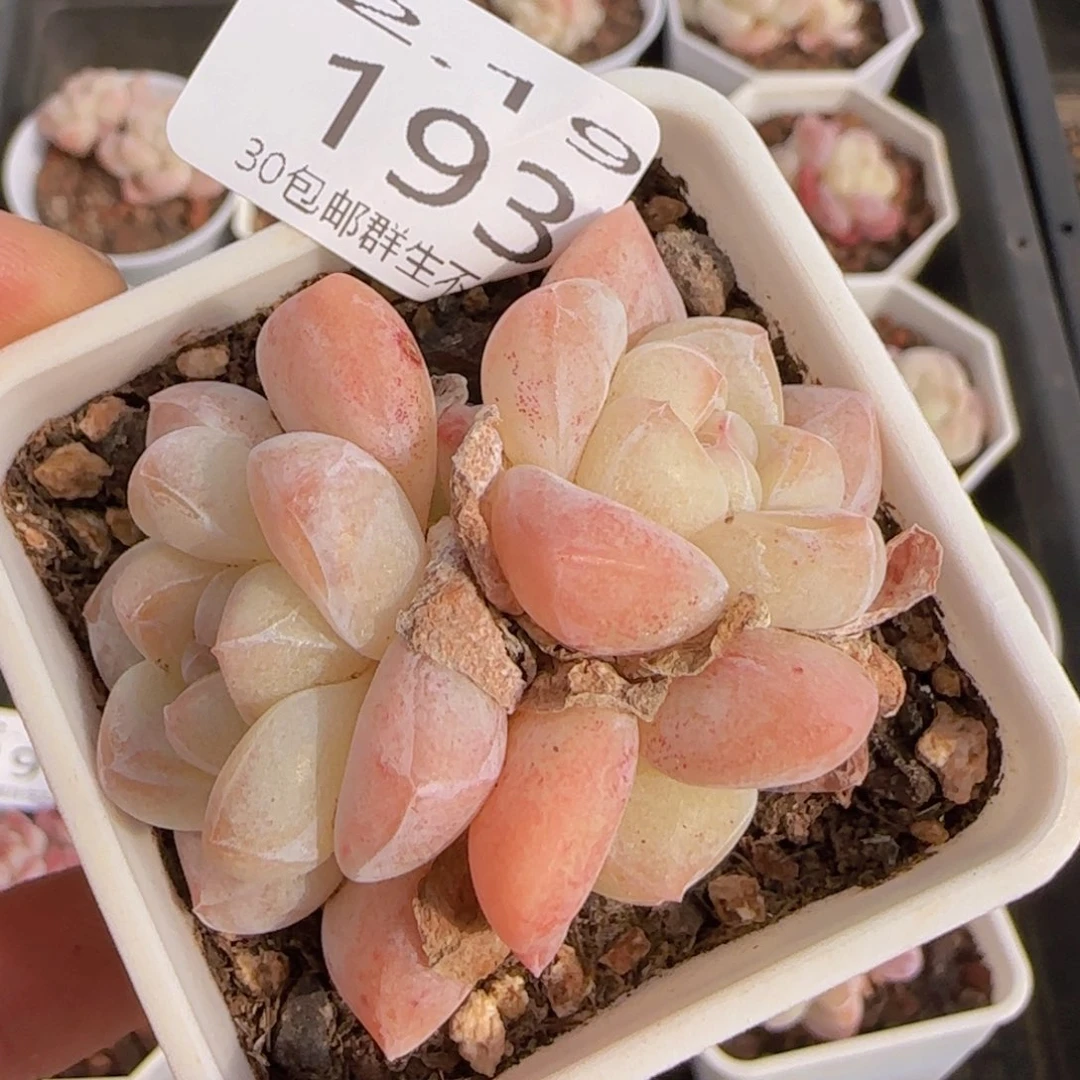 冰玉群一颗脱土发货