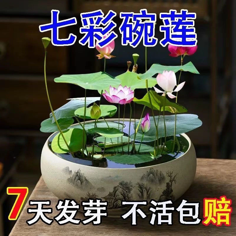 【7天发芽】睡莲碗莲种四季开花水培水养绿植睡莲荷花无土盆栽莲子