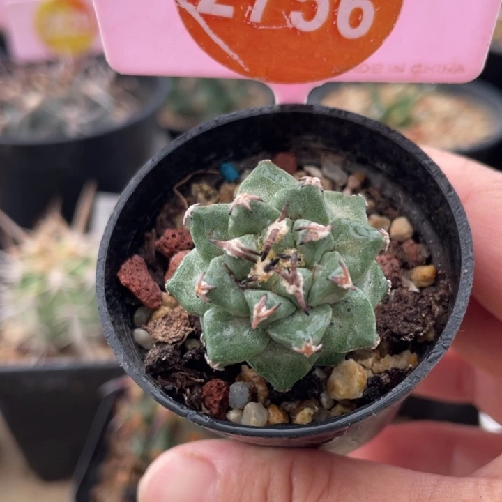 实生赤花娇丽一棵2756