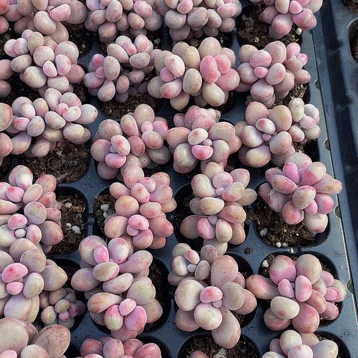 双头小桃蛋1.5带土发