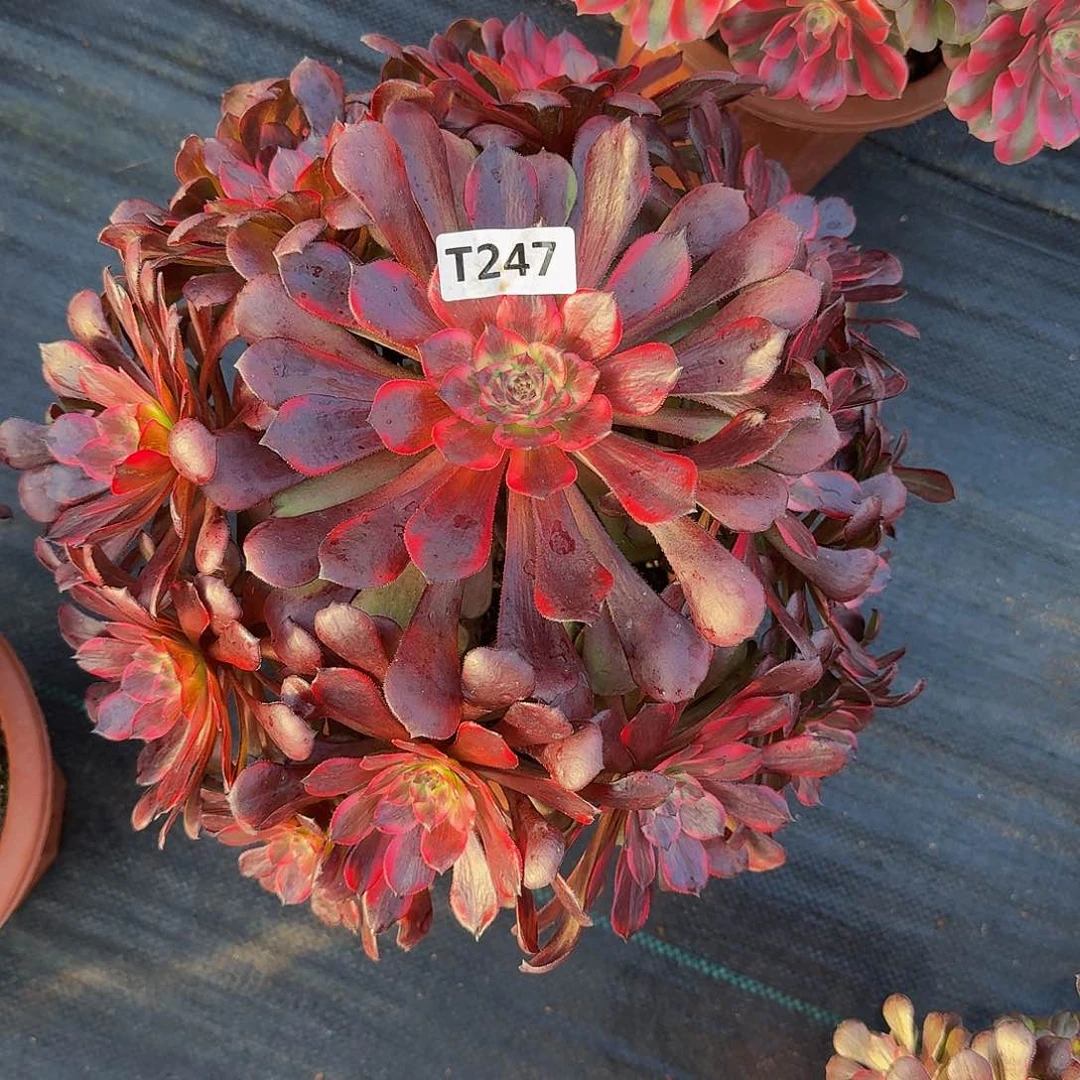 全部花朵晴*.247 烟花44冠服30