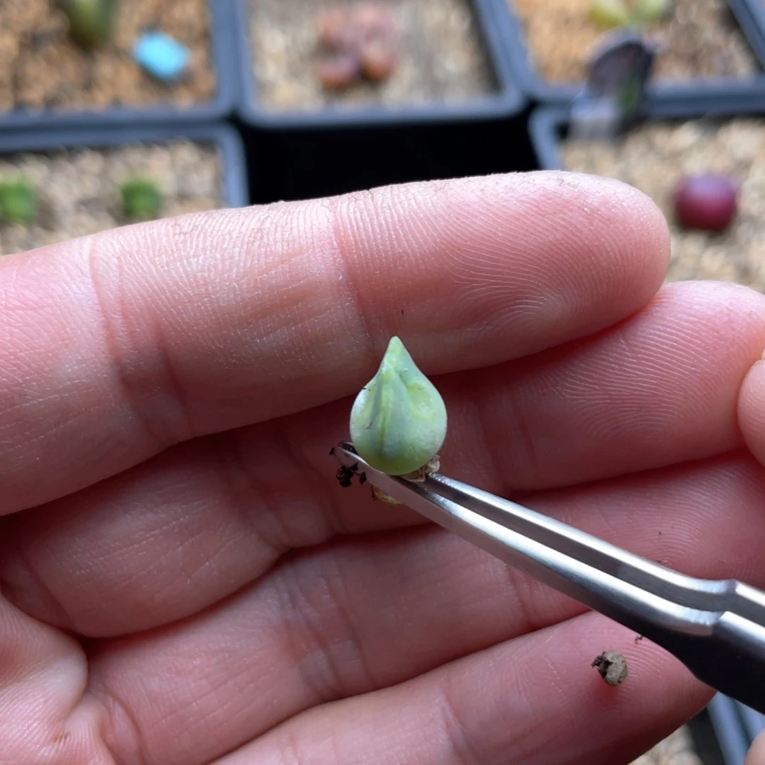 ʚ****单头优选空蝉一棵  光