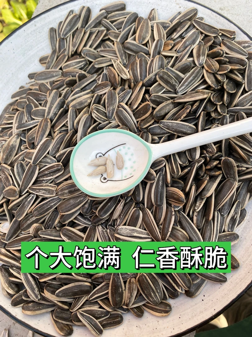 原味瓜子炒熟新鲜原味中大颗粒新货熟瓜子 葵花籽