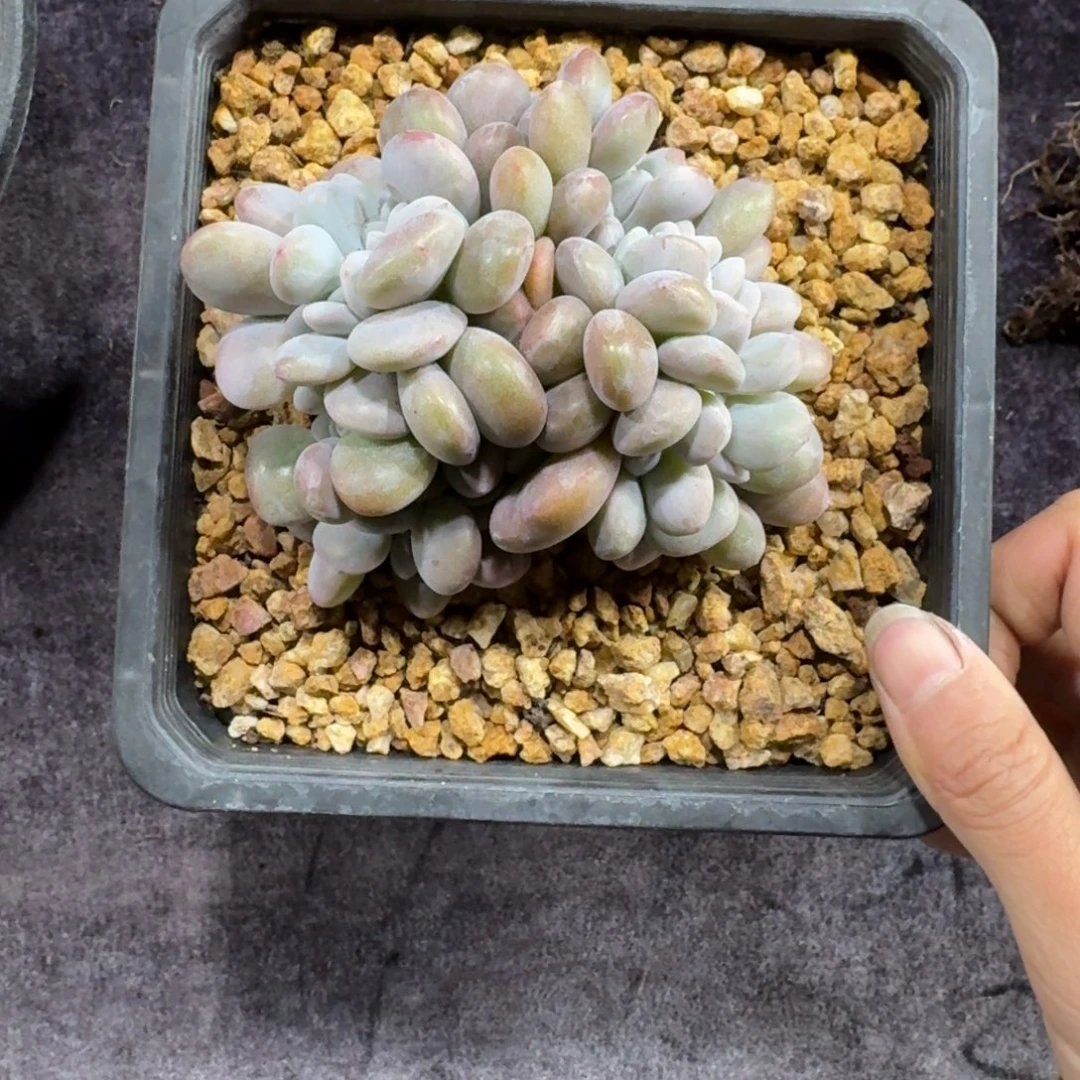 粉兔缀化一物一拍