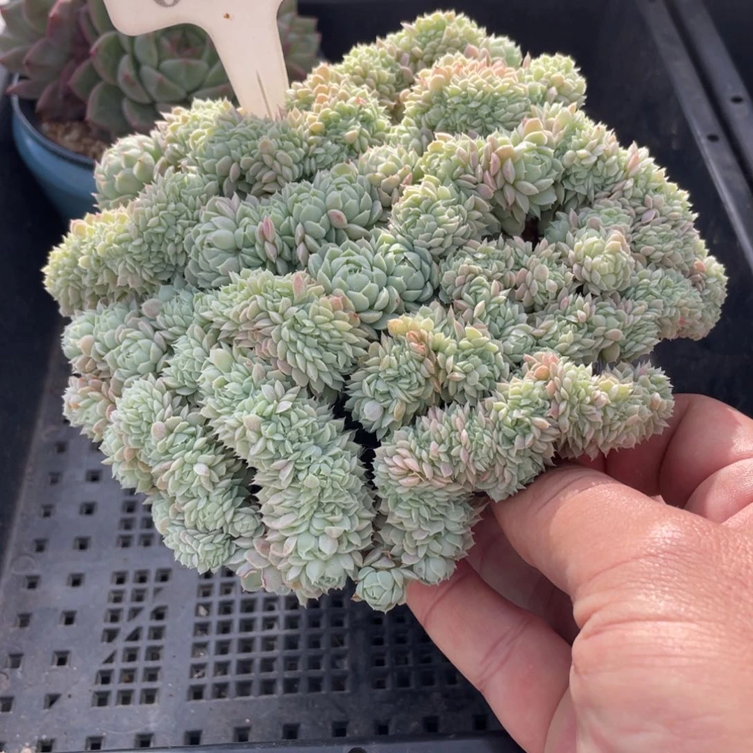 0303羊脂球不带盆15厘米