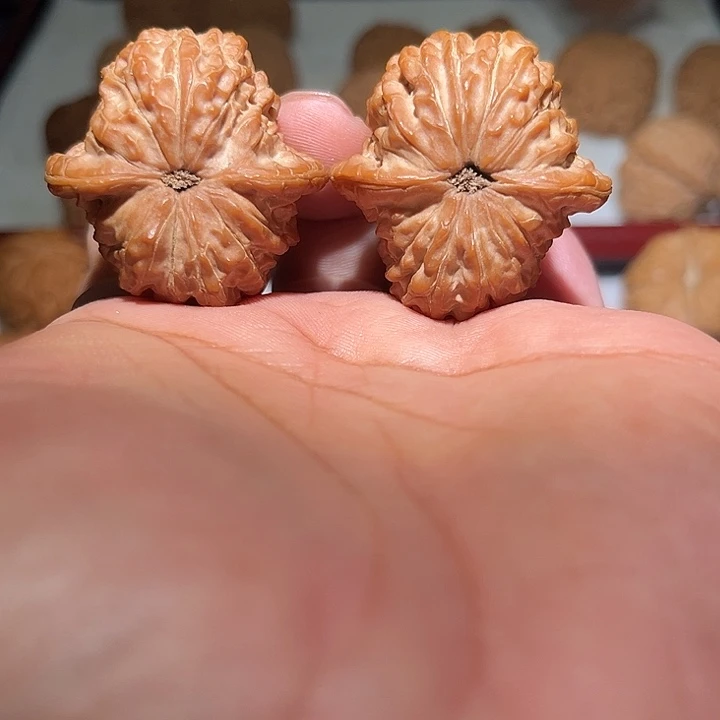 龙***龙木39血麒麟。