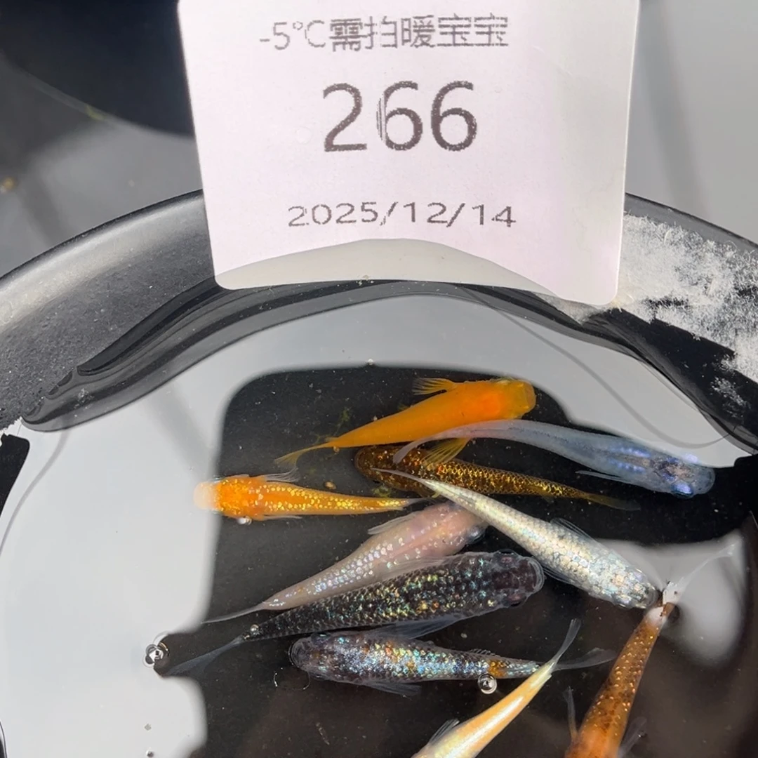青鳉鱼266随机10尾