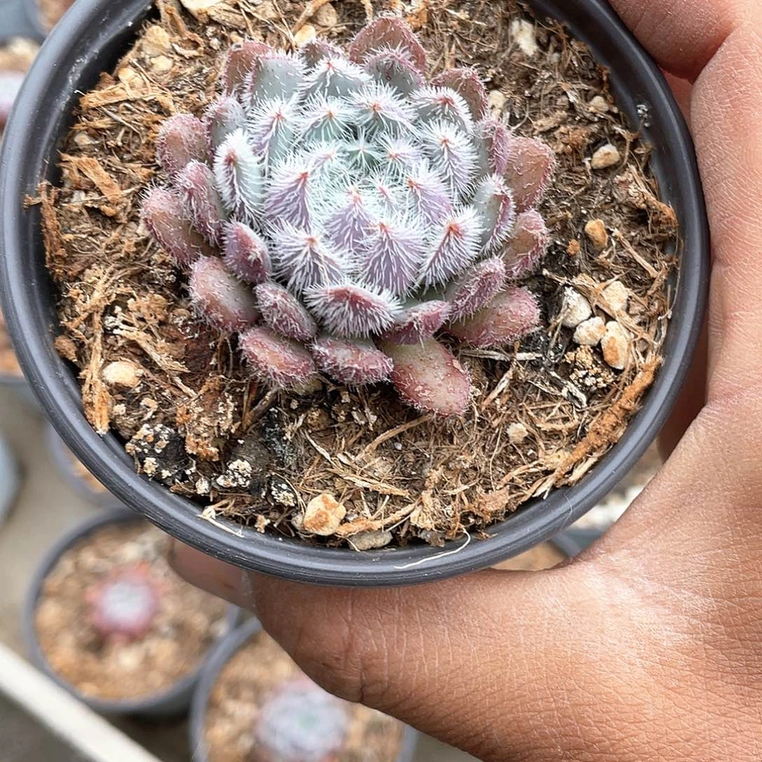 清煮莲单头带盆发货