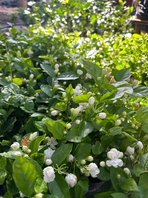 1带花茉莉花四季开花好养活散发香水味带盆随机发