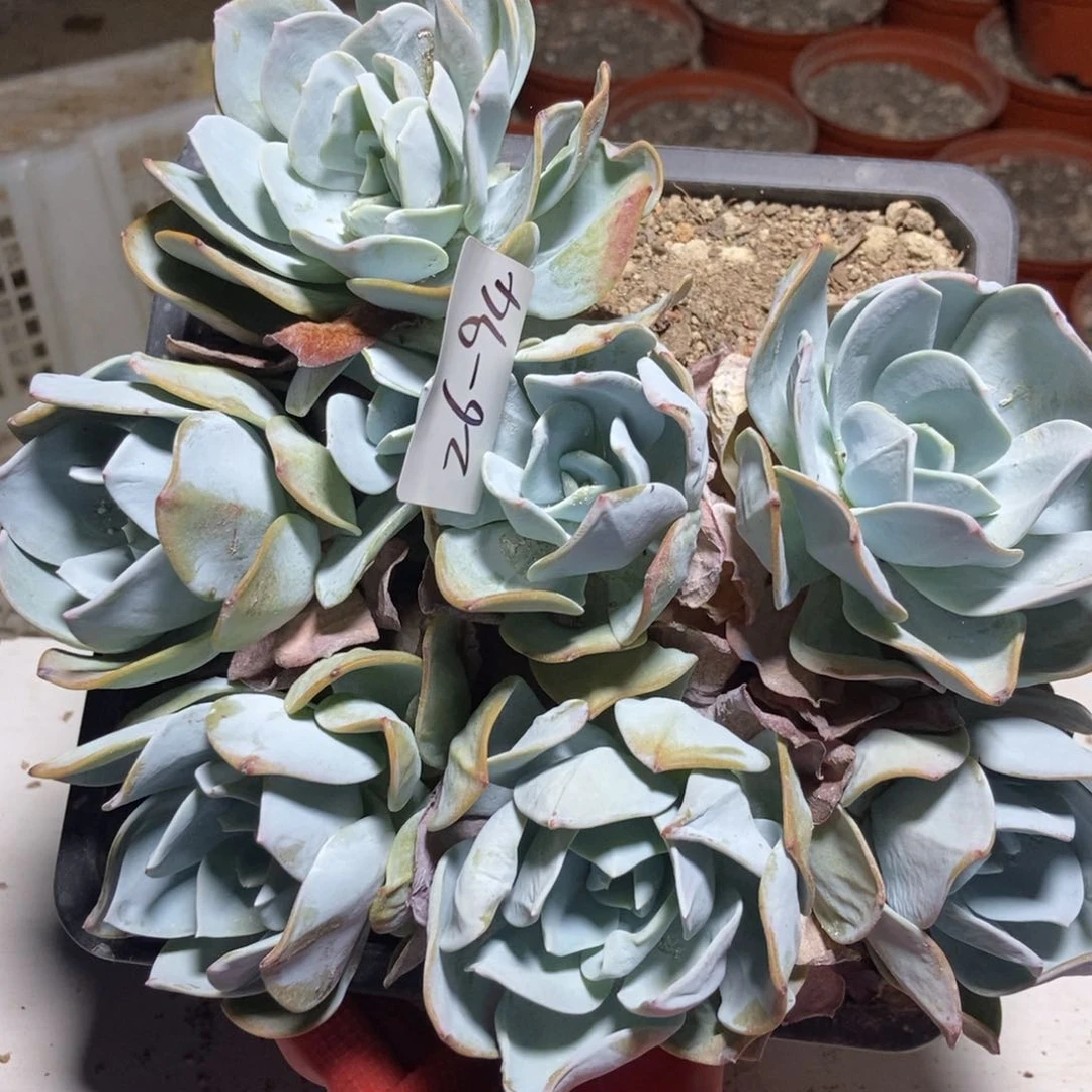 26.94不知名一物一拍多肉