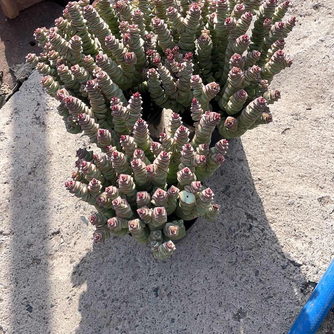 ꧁***꧂三个整群钱串子带盆发货