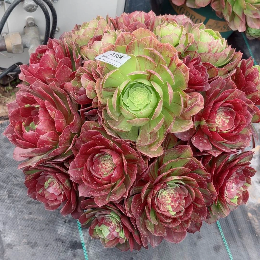 184花月夜多肉植物