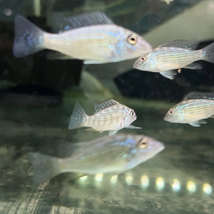 慈鲷4厘米蓝颊马面1只