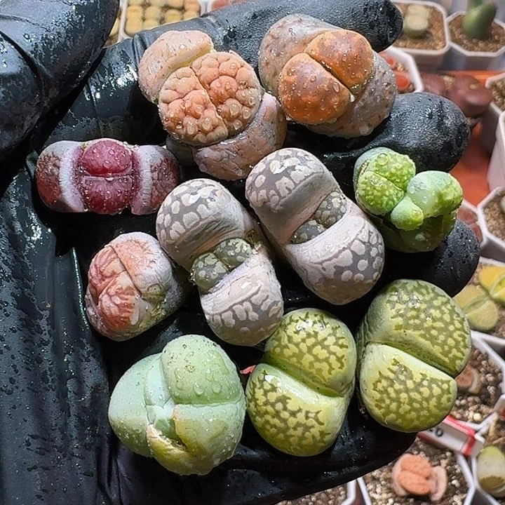 生石花111111。   206