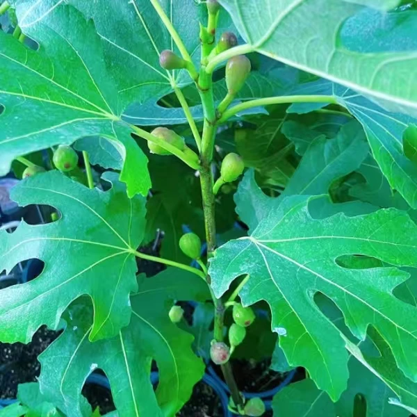 紫色波尔多青皮芭劳奈斯特拉格莱斯彩虹加州黑波姬红丰产黄BBN