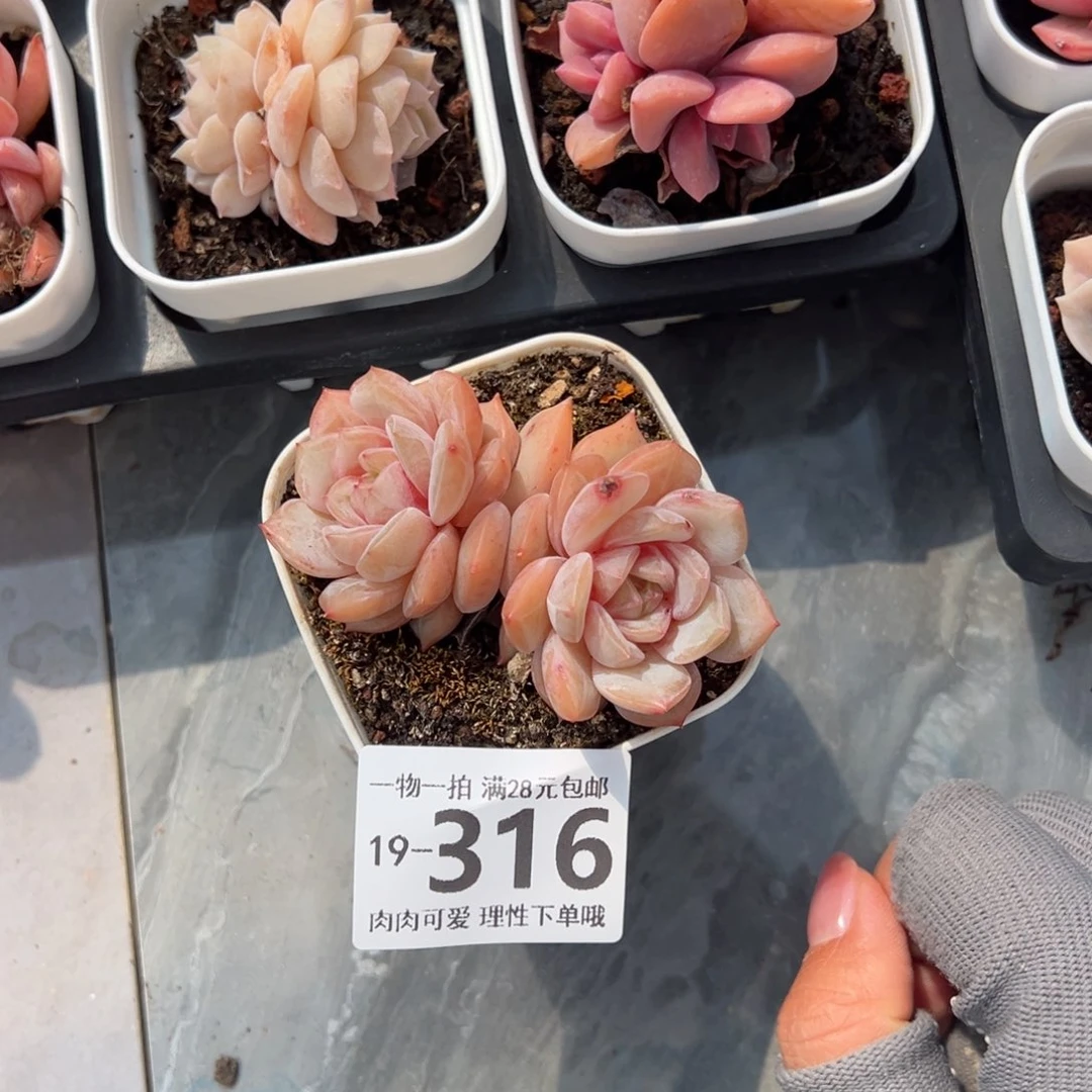 船长梦露多肉多肉多肉多肉