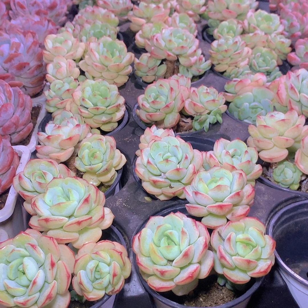 香草碧斯45789990000